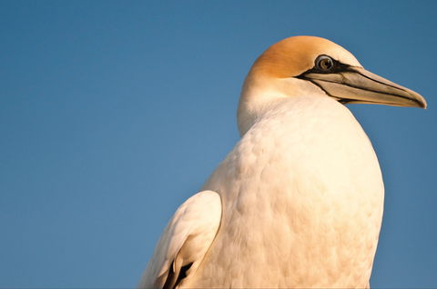 Port Phillip Heads Marine National Park - Accommodation VIC 0