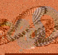Red Desert Reptiles - Accommodation VIC