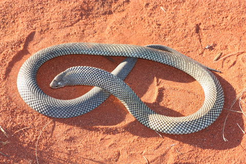 Red Desert Reptiles - Accommodation VIC 1