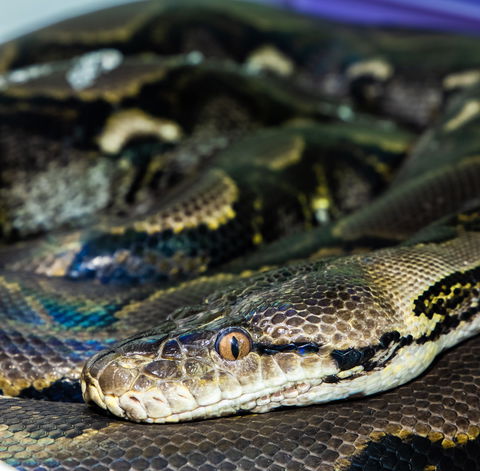Serpentarium Wildlife Park Tasmania - Accommodation VIC 1