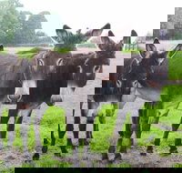 The Good Samaritan Donkey Sanctuary