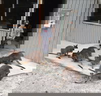 The Patriarch Wildlife Sanctuary - Accommodation VIC