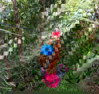 TreeTop Challenge - Sunshine Coast - Accommodation VIC