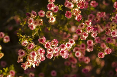 Wave Rock Wildflower Trail - Accommodation VIC 1