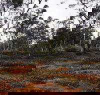 Woylie Walk Dryandra Woodland - Accommodation VIC