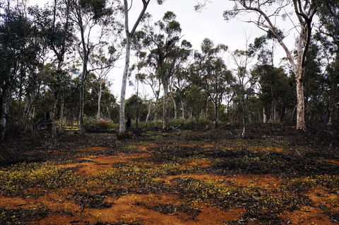 Woylie Walk, Dryandra Woodland - Accommodation VIC 0