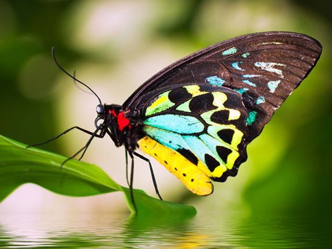 Australian Butterfly Sanctuary - Accommodation VIC 1