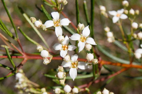 Banksia Track, Burrum Coast National Park - Accommodation VIC 2
