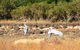 Cape Keraudren Nature Reserve - thumb 0