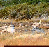 Cape Keraudren Nature Reserve - Accommodation VIC
