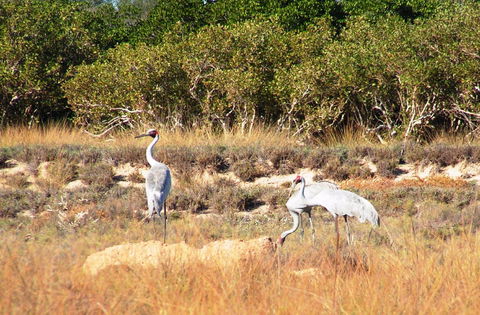 Cape Keraudren Nature Reserve - Accommodation VIC 0