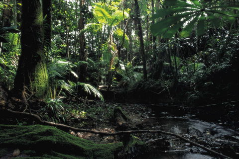 Cape Tribulation, Daintree National Park - Accommodation VIC 2