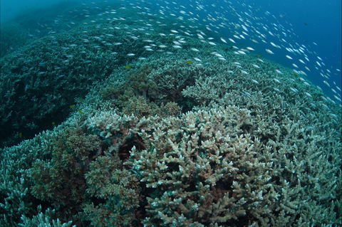 Coral Gardens - Accommodation VIC 1