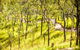 Davies Creek Mountain Bike Park - thumb 0
