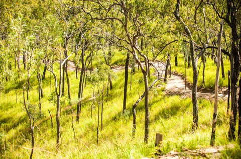 Davies Creek Mountain Bike Park - Accommodation VIC 0