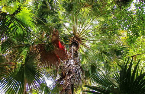Depot Beach Rainforest Walk - Accommodation VIC 0