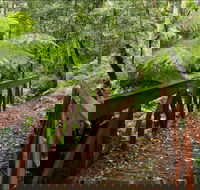 Goodenia Rainforest Walking Track - Accommodation VIC
