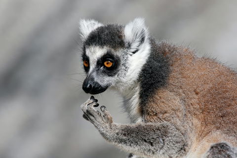 Gorge Wildlife Park - Accommodation VIC 2