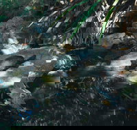 Howard Springs Nature Park - Accommodation VIC