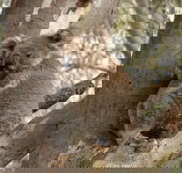 Koala Spotting Narrandera - Accommodation VIC