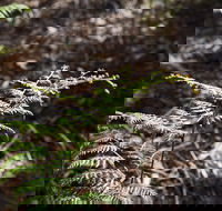 Langwarrin Flora and Fauna Reserve Walking Trails - Accommodation VIC