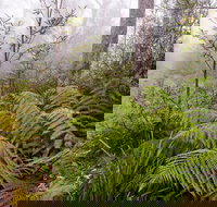 Link Trail - Gloucester Tops to Careys Peak - Accommodation VIC