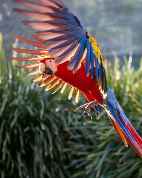 Maleny Botanic Gardens And Bird World - Accommodation VIC 1
