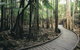 Mapleton Falls National Park - thumb 1