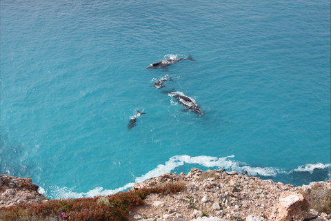 Nullarbor National Park - Accommodation VIC 0