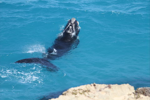 Nullarbor National Park - Accommodation VIC 2