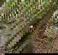 Palm Forest Walking Track - Accommodation VIC