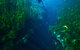 Piccaninnie Ponds Conservation Park - thumb 0