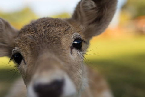 Swan Valley Cuddly Animal Farm - Accommodation VIC 1