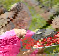 The Super Strawberry - Accommodation VIC