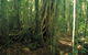Binna Burra, Lamington National Park - thumb 1
