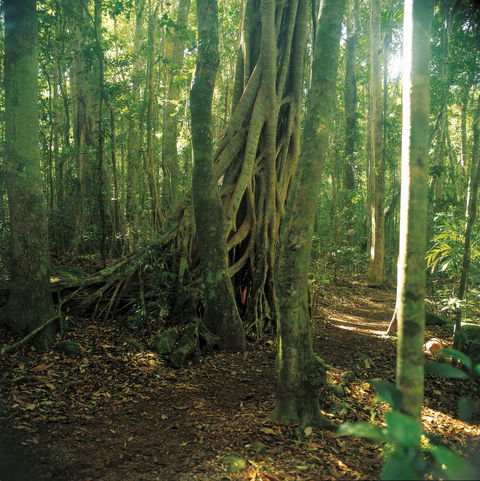 Binna Burra, Lamington National Park - Accommodation VIC 1