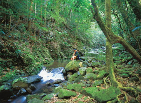Binna Burra, Lamington National Park - Accommodation VIC 2