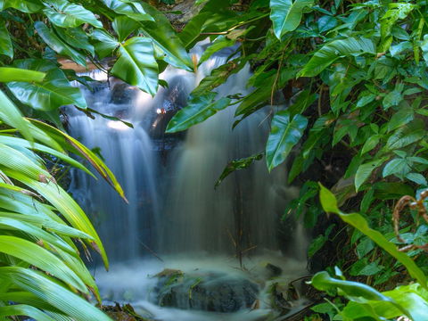 Brisbane Botanic Gardens Mount Coot-tha - Accommodation VIC 1