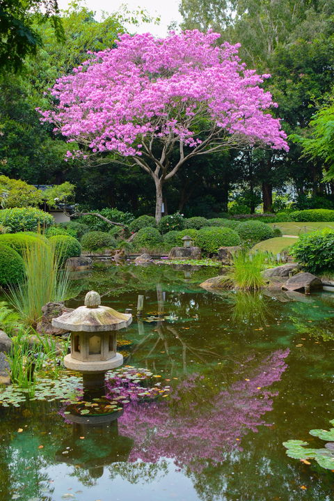 Brisbane Botanic Gardens Mount Coot-tha - Accommodation VIC 2