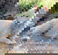 Durong Dingo Sanctuary - Accommodation VIC