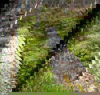 Gloucester Tops circuit - Accommodation VIC