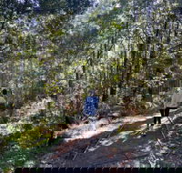 Lyrebird Circuit Walk - Accommodation VIC