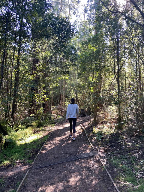 Lyrebird Circuit Walk - Accommodation VIC 0
