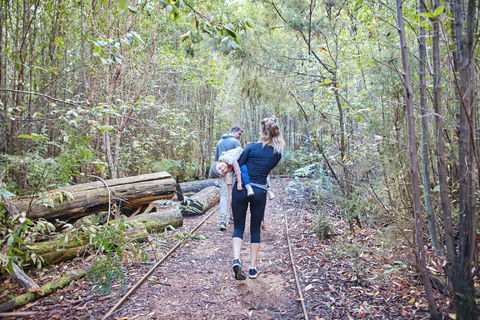 Lyrebird Circuit Walk - Accommodation VIC 1