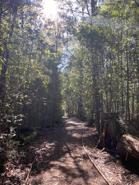 Lyrebird Circuit Walk - Accommodation VIC 2