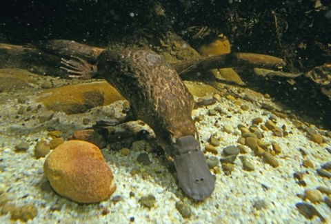 Platypus Pool - Accommodation VIC 0