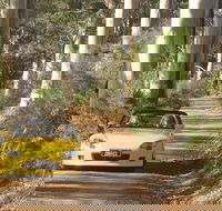 Scotsdale Tourist Drive - Accommodation VIC
