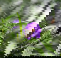 Swainsona Reserve - Accommodation VIC