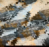 Turtle Nesting Season - Accommodation VIC