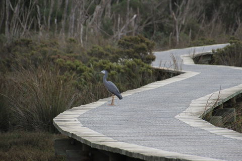 Warringine Park & Bittern Coastal Wetlands Boardwalk - Accommodation VIC 1